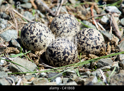 Killdeer birds lay their eggs on the ground by the side of roads and the eggs hatch into fully capable chicks Stock Photo
