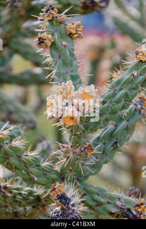 Chilla Opuntia Flower in Sandia Mountains, Albuquerque, New Mexico, USA