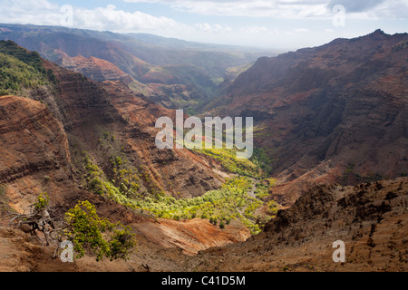 Verdant Valley high in Waimea Canyon. Bright green forest traces the water in the dry red rocks of the spectacular Waimea Canyon Stock Photo