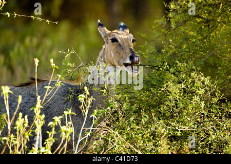 Face shot of a female Nilgai (Boselaphus tragocamelus) browsing on a Caparice sp bush Stock Photo