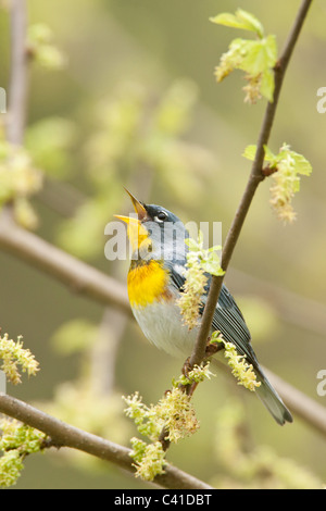 Northern Parula Warbler Singing - Vertical Stock Photo