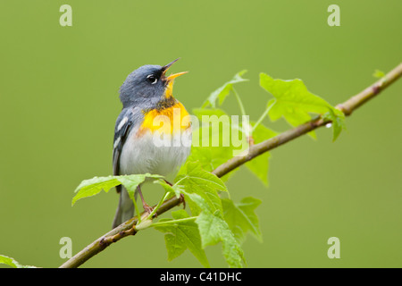 Northern Parula Warbler Singing Stock Photo
