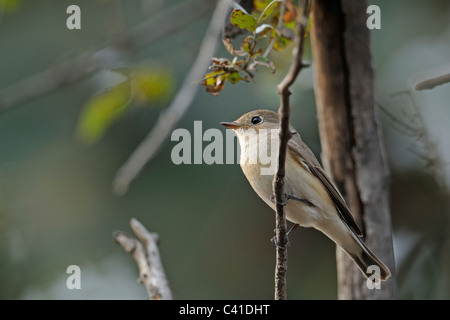 Red-breasted Flycatcher (Ficedula parva) in Ranthambore national park, India Stock Photo