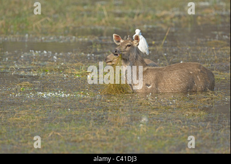 Sambar Deer (Cervus unicolor) feeding in a lake in Ranthambhore national park Stock Photo
