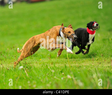 simulated coursing greyhounds Stock Photo