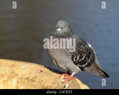 Feral Pigeon ( Columba livia domestica Perching on the edge of the empty drinking bowl. Stock Photo