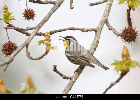 Yellow-throated Warbler singing in Sweetgum Tree Stock Photo