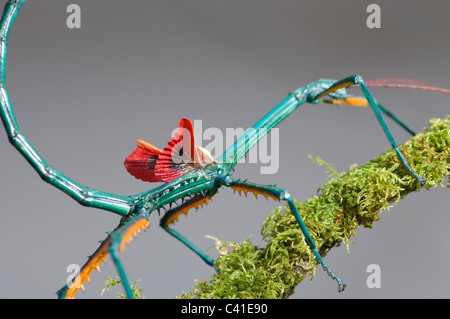 Male Stick Insect (Achriopetra fallax) in defensive position, Captive Stock Photo