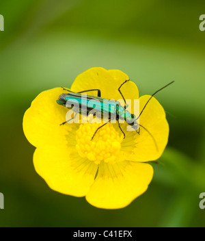 Female Thick legged Flower Beetle (Oedemera nobilis), Hampshire, UK Stock Photo