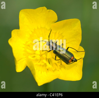 Common Malachite Beetle (Malachius bipustulatus), Hampshire, UK Stock Photo