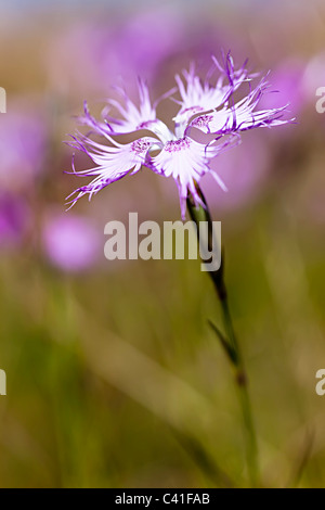Large Pink Dianthus superbus flowering on Coll d'Ordino mountain Andorra Stock Photo
