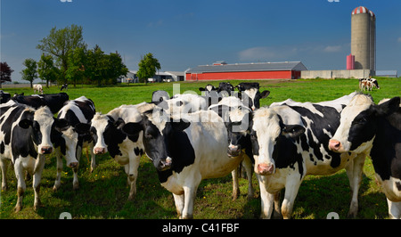 Curious Holstein cows on a dairy farm in rural tario with barn Curious Holstein cows on a dairy farm in rural tario with barn