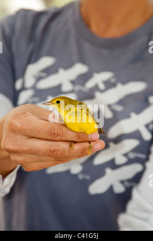 A yellow warbler is held for examination during a bird banding event held by the University of Montana's Avian Science Center. Stock Photo