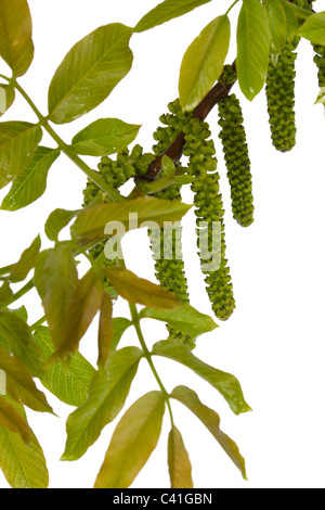 Blossoming nut, isolated on a white background Stock Photo
