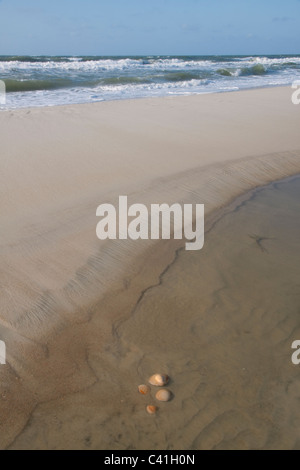 Scattered Scallop seashells on beach Florida USA Stock Photo