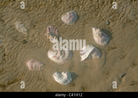 Empty Oyster shells on beach Florida USA Stock Photo