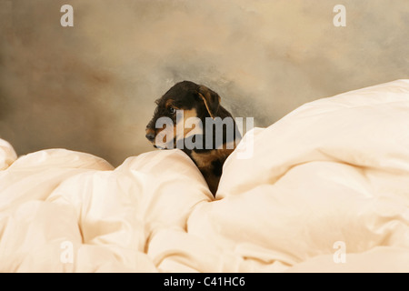 Airedale puppy on comforter portrait Stock Photo