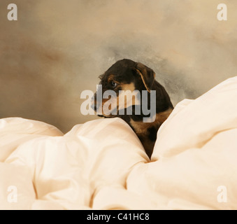 Airedale puppy on comforter portrait Stock Photo