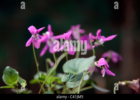 Viola rupestris rosea - Teesdale Violet Stock Photo