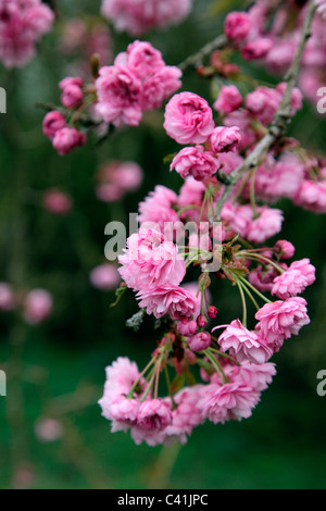 Prunus - `Kiku-shidare-zakura' AGM - often referred to as Cheal's ...