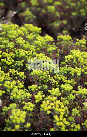 Euphorbia cyparissias 'Fens Ruby' is a very vigorous running plant Stock Photo