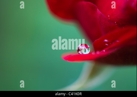 Raindrop on red rose petals against a green background
