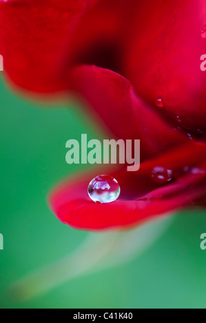 Raindrop on red rose petals against a green background
