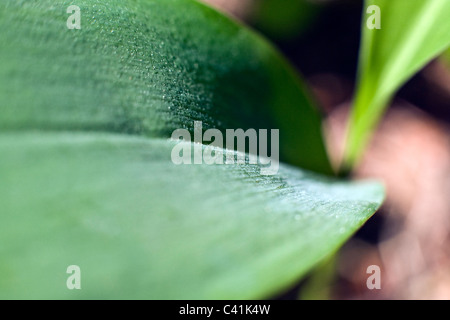 Convallaria majalis leaf commonly known as the lily of the valley or lily-of-the-valley Stock Photo