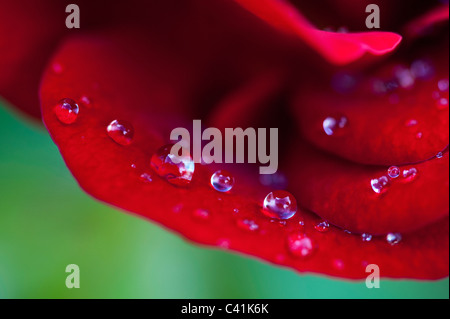 Raindrops on red rose petals against a green background