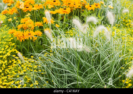 Summer flower bed with Pennisetum grass Tagetes and Marigold Stock Photo
