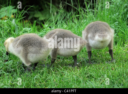 Rear View of Three Fluffy Goslings Stock Photo