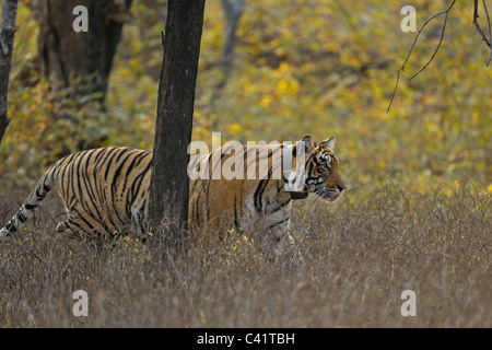 Radio collared Tiger stalking prey in her habitat in Ranthambhore national park, India Stock Photo