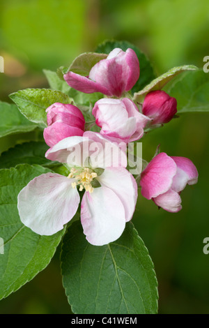 Apple Malus domestica close-up of blossom Stock Photo