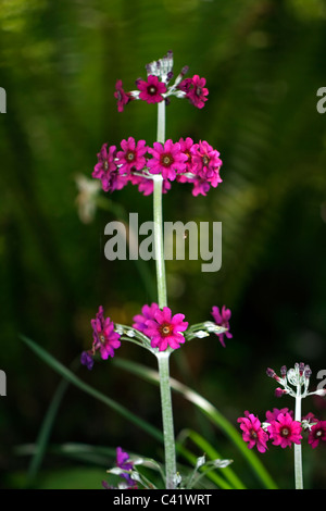 Candelabra primrose Stock Photo