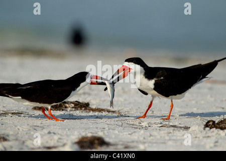 Capture the moment when a Skimmer  isoffering its catch to its mate. Stock Photo