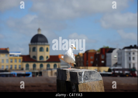 Herring gull Larus argentatus sitting on Worthing Pier pillar in front of Dome cinema on seafront West Sussex UK Stock Photo