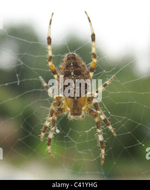 GARDEN SPIDER (Araneus diadematus) also known as the Diadem Spider. Photo Tony Gale Stock Photo