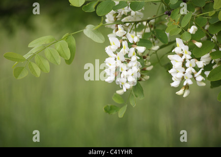 The white flowers of Black Locust tree (Robinia pseudoacacia), a bee's favourite honey plant. Location: Male Karpaty, Slovakia. Stock Photo