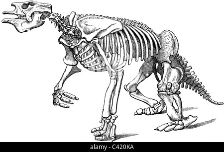 19th Century book illustration, taken from 9th edition (1875) of Encyclopaedia Britannica, of Megatherium Skeleton Stock Photo