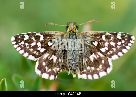 grizzled skipper butterfly Stock Photo
