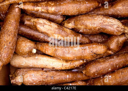 cassava yucca rhizomes vegatable food pattern market background Stock Photo