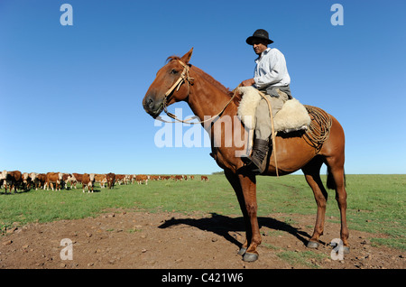 URUGUAY agriculture and livestock , Gauchos with horse and cow cattle on grasslands Stock Photo