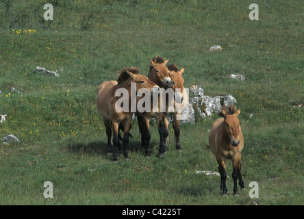 Breeding herd of Przewalski (Equus caballus przewalskii) horses in Cervennes region of France before shipping back to Mongolia Stock Photo