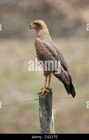 Savanna Hawk (Buteogallus meridionalis) perched on fence post, The Pantanal, Mato Grosso, Brazil Stock Photo