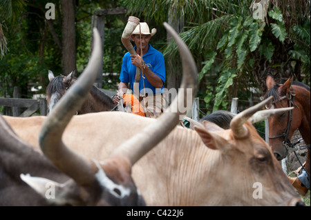 Peões pantaneiros tocando boiada com chicote de metal no Pantanal, Pantanal cowboys escorting the cattle with metal whip in Pantanal