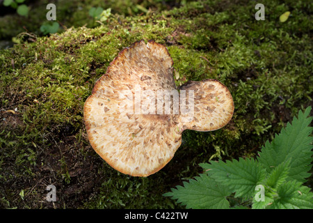 Tuberous Polypore, Polyporus tuberaster, Polyporaceae. Springwell, Hertfordshire. Stock Photo