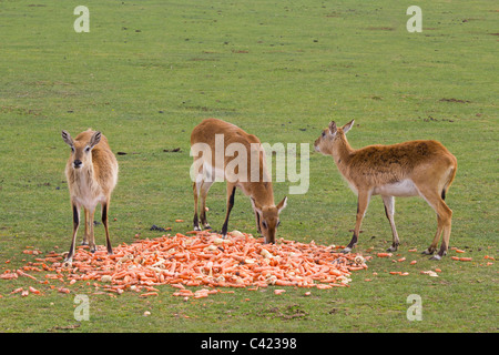 These antelopes from Africa are very cute looking deer like animals Stock Photo
