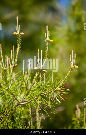 New growth candles with new branches growing from them seen from a distance resemble crosses. Stock Photo