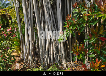 Indian Laurel Fig, Ficus microcarpa Stock Photo