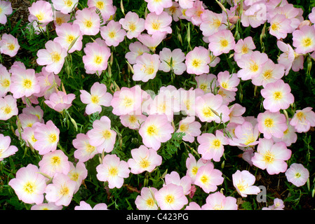 Many pink flowers blooming in early Spring - Evening primrose (Oenothera speciosa) close up, USA Stock Photo